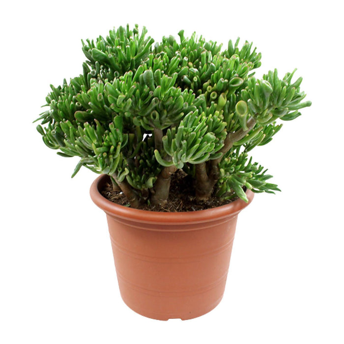 crassula-ovata-hobbit-o30cm-↕50cm