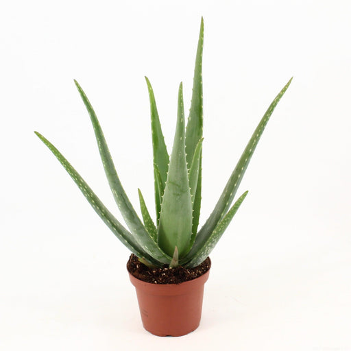 aloe-vera-p14-zonder-kwekersetiket-o14cm-↕45cm