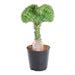 euphorbia-lactea-cristata-groen-30-cm-o10-5