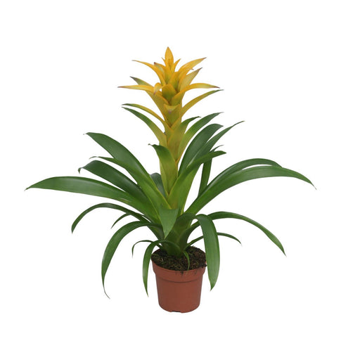 guzmania-desire-o12-↕45