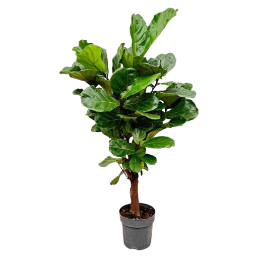 ficus-lyrata-vertakt-160cm-o30