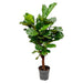 ficus-lyrata-vertakt-160cm-o30