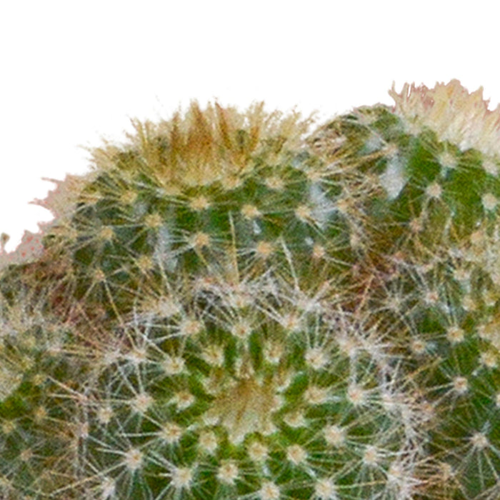 cactus-mix-5-5-cm-5x-in-witte-pot