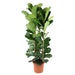 ficus-lyrata-struik-240-cm-o40