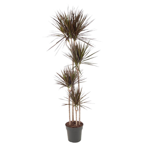 dracaena-magenta-180-cm-o27