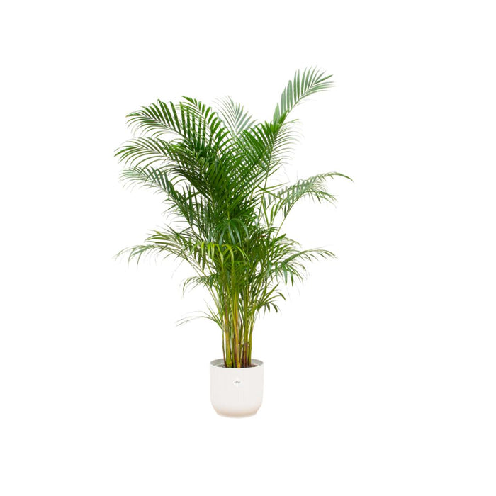 combi-deal-areca-palm-inclusief-elho-vibes-fold-round-wit-o30-160-cm