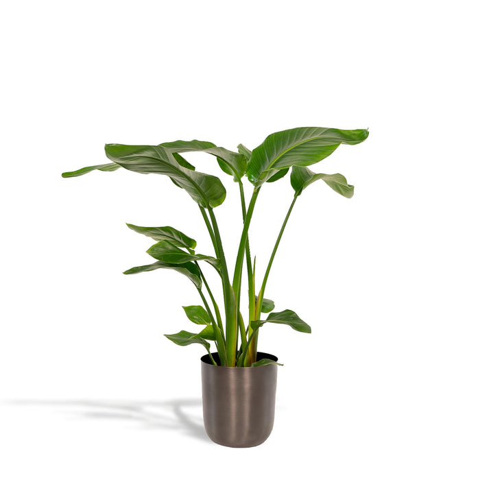 strelitzia-nicolai-90cm-o19cm-pot-mayk-lead