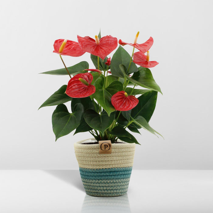 anthurium-andreanum-esudo-incl-pure-mand-45cm-o12