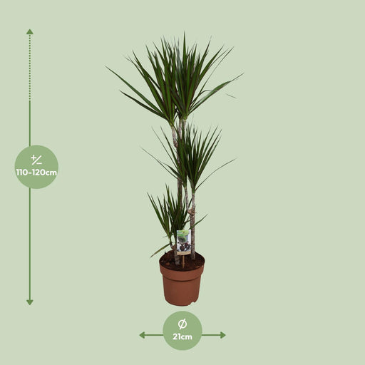 dracaena-marginata-o21-↕120