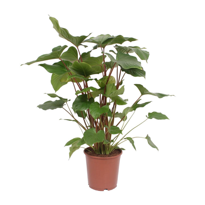 homalomena-rubescens-maggy-o24cm-↕90cm