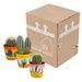 cactus-mix-8-5-cm-3x-in-mexicaanse-pot