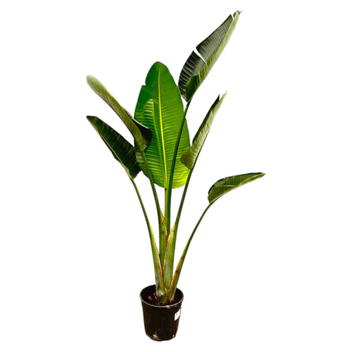 strelitzia-augusta-180cm-30