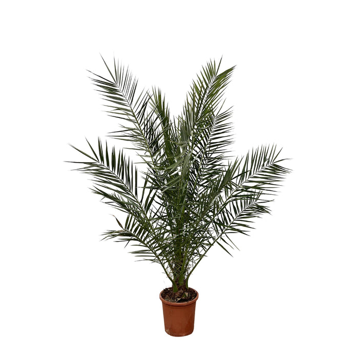 phoenix-canariensis-180cm-o25