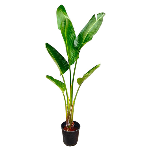 strelitzia-augusta-210cm-30