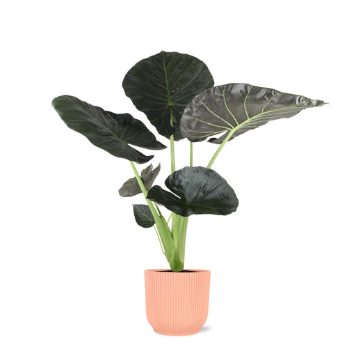 alocasia-regal-shield-o21cm-↕100cm-in-vibes-roze-pot