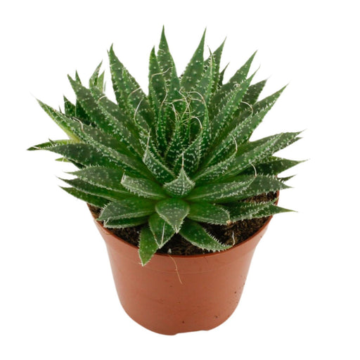 aloe-aristata-o12cm-↕20cm