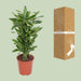 dracaena-golden-coast-o27cm-↕110cm