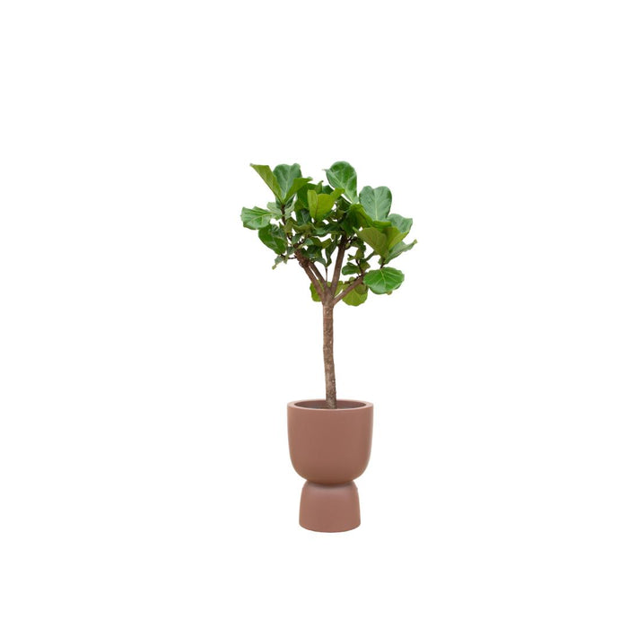 combi-deal-ficus-lyrata-boom-inclusief-elho-pure-coupe-bruin-o41-210-cm