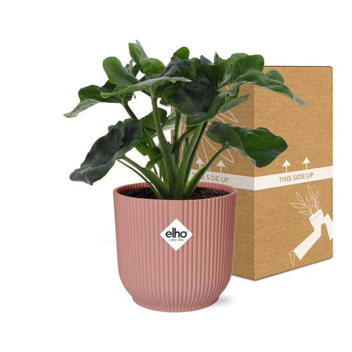 philodendron-atom-in-elho-vibes-fold-14cm-roze