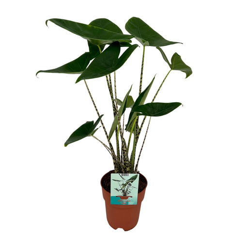 alocasia-zebrina-o19cm-↕75cm