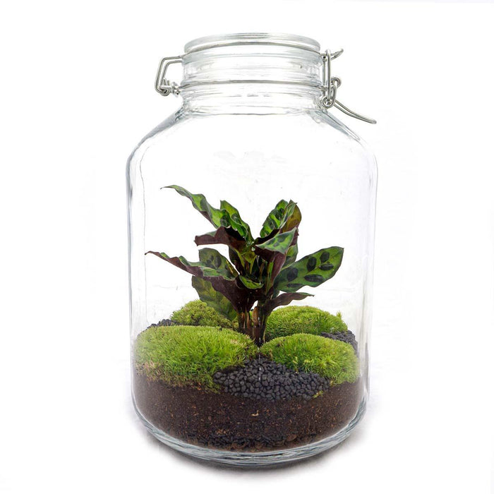 diy-terrarium-jar-calathea-↕-28-cm-normal