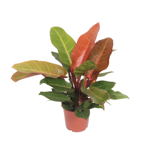 philodendron-prince-of-orange-o17cm-↕45cm