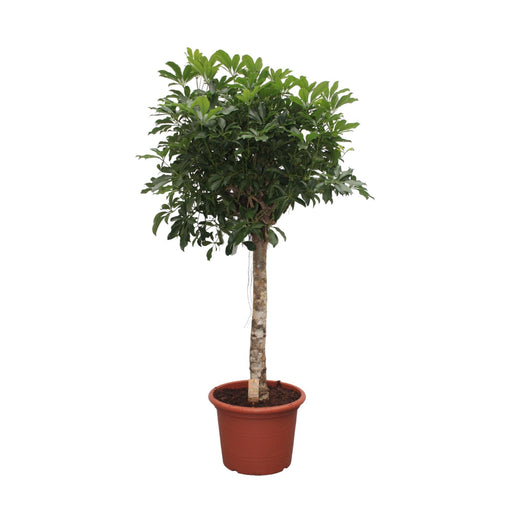 schefflera-arboricola-compacta-boom-190-cm-o45