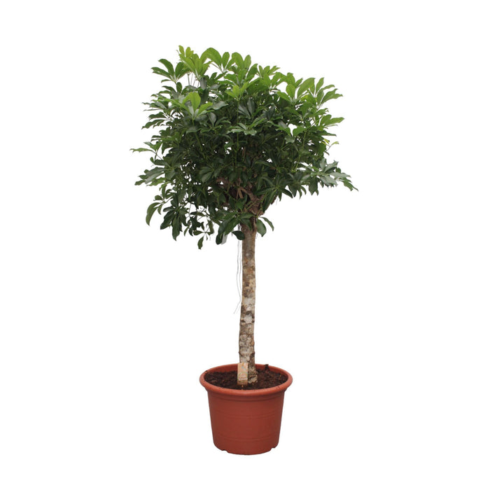 schefflera-arboricola-compacta-boom-190-cm-o45