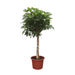 schefflera-arboricola-compacta-boom-190-cm-o45