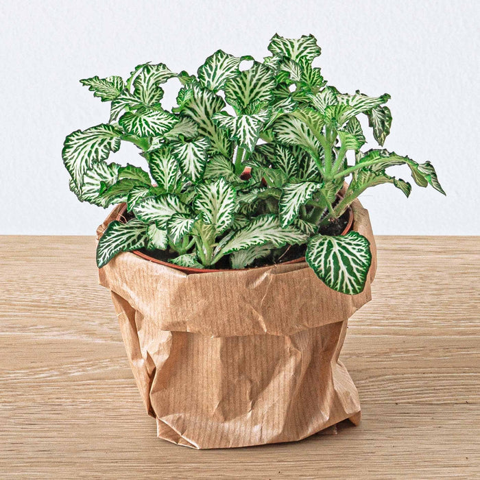 planten-terrarium-pakket-jungle-5-coffea-varen-palm-2x-fittonia-navulling-startpakket-diy