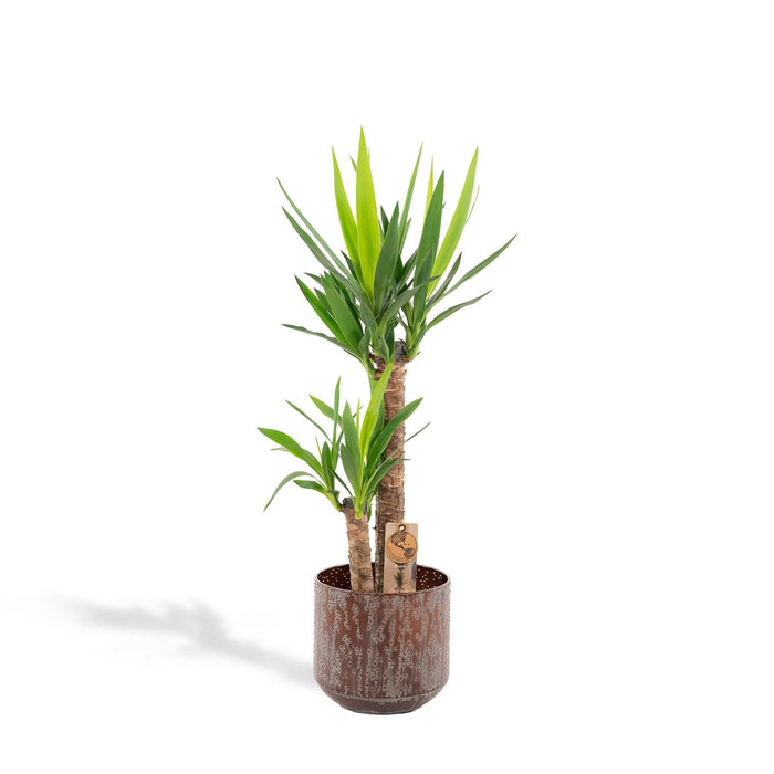 yucca-met-pot-100cm-o21cm