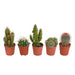 cactus-mix-5-5-cm-5x-zonder-pot