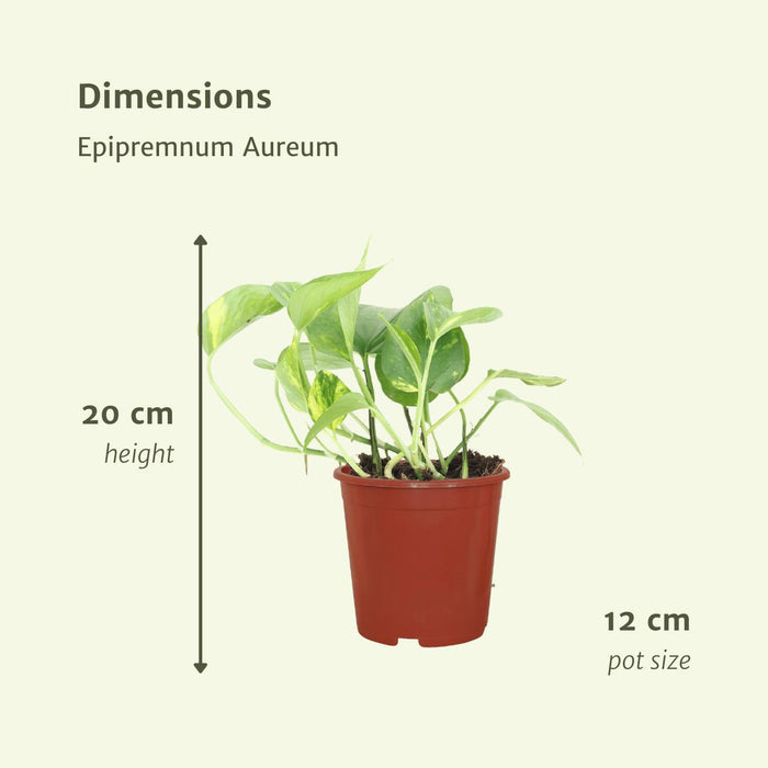 2x-epipremnum-aureum-scindapsus-20cm-o12