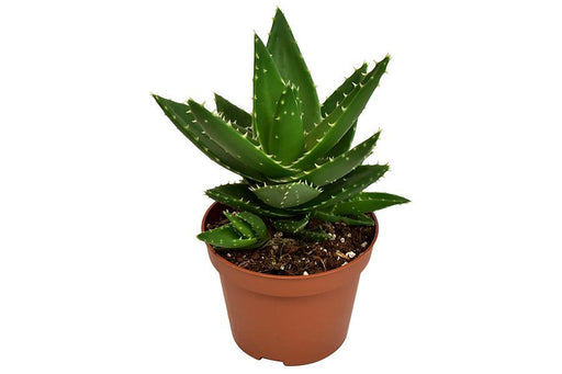 aloe-mitriformis-o10-5-↕20