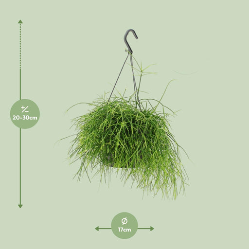 rhipsalis-oasis-o17cm-↕25cm