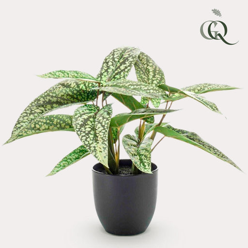 kunstplant-calathea-dots-schaduwplant-38-cm