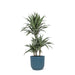 dracaena-warneckii-o21cm-↕65cm-in-vibes-blue-pot