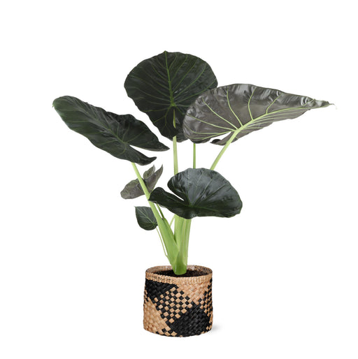 alocasia-regal-shield-o21cm-↕100cm-in-albury-black-mand