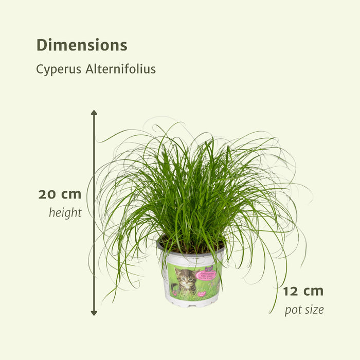 2x-cyperus-alternifolius-kattengras-20cm-o12