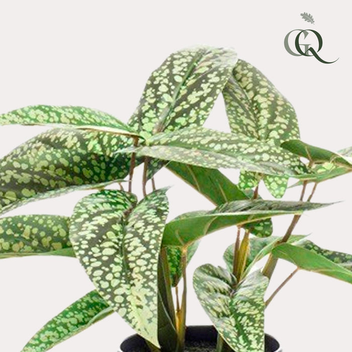 kunstplant-calathea-dots-schaduwplant-38-cm