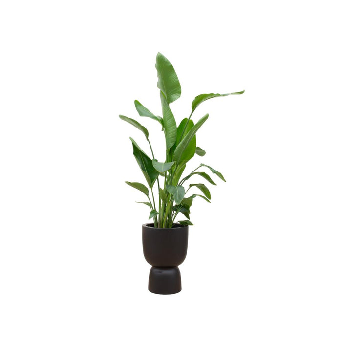 combi-deal-strelitzia-nicolai-inclusief-elho-pure-coupe-zwart-o35-200-cm