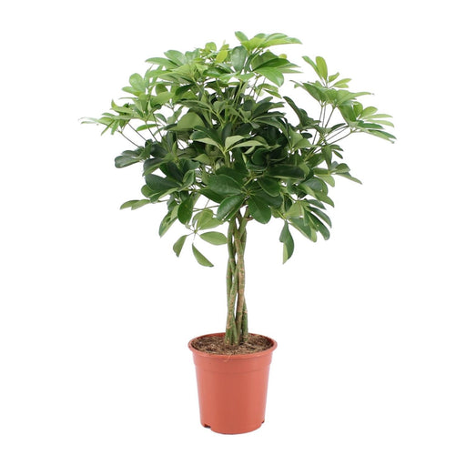 schefflera-arboricola-nora-o19cm-↕75cm