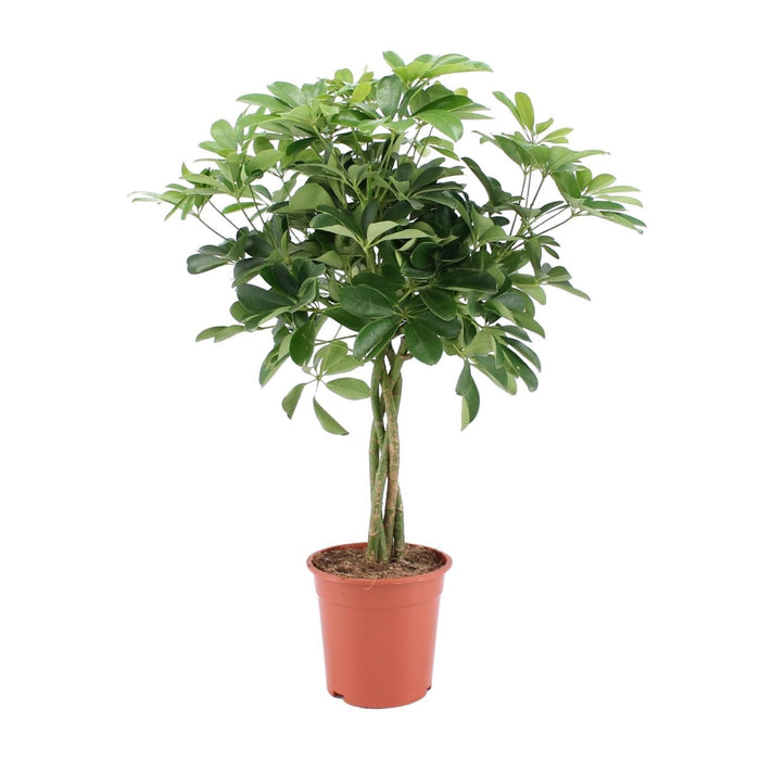 schefflera-arboricola-nora-o19cm-↕75cm