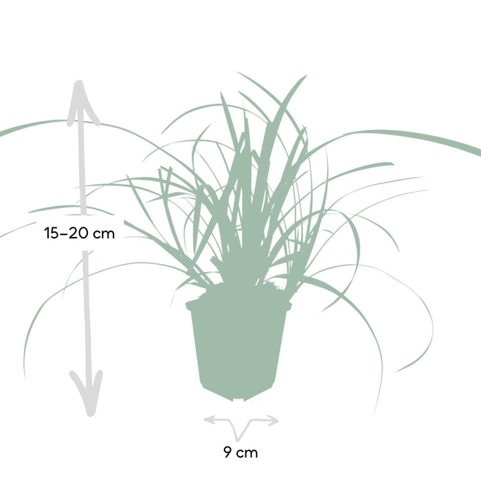 6x-carex-morrowii-ice-dance-↕10-25cm-o9cm