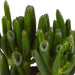 crassula-mix-8-5-cm-3x-zonder-pot