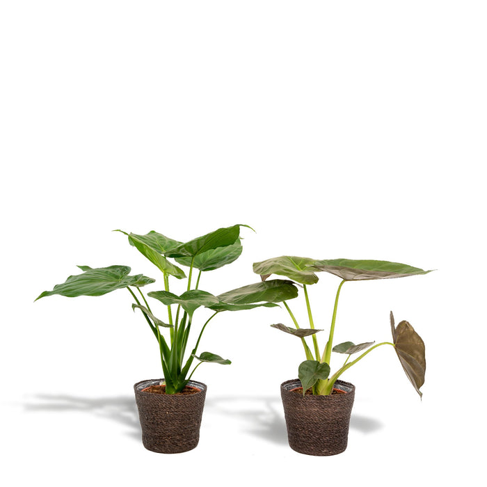 alocasia-cucullata-60cm-o19cm-alocasia-wentii-60cm-o19cm-incl-mand-igmar