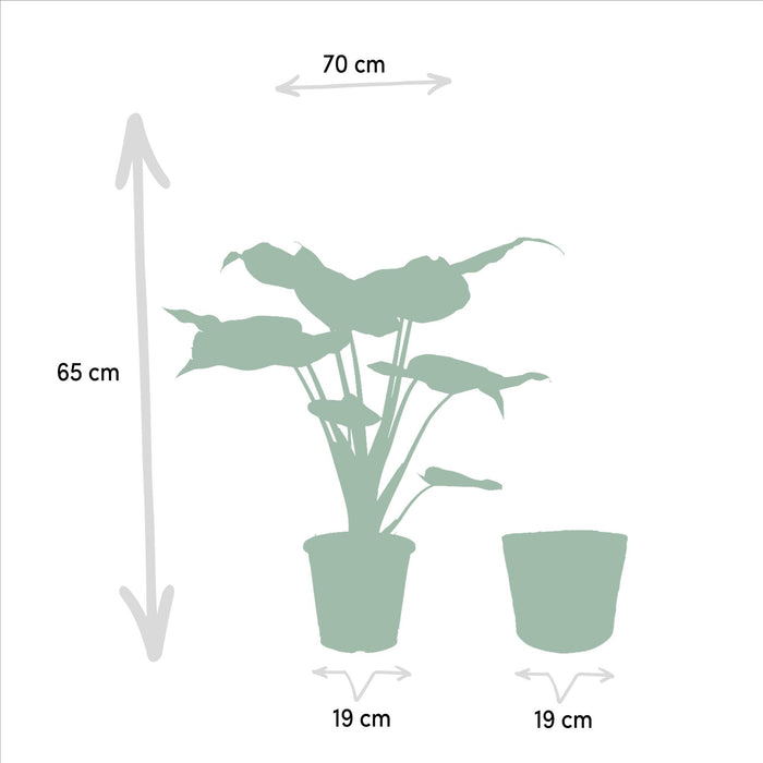 alocasia-cucullata-60cm-o19cm-alocasia-wentii-60cm-o19cm-incl-mand-igmar