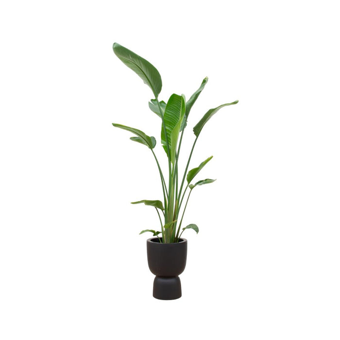 combi-deal-strelitzia-augusta-multi-stam-inclusief-elho-pure-coupe-zwart-o35-210-cm