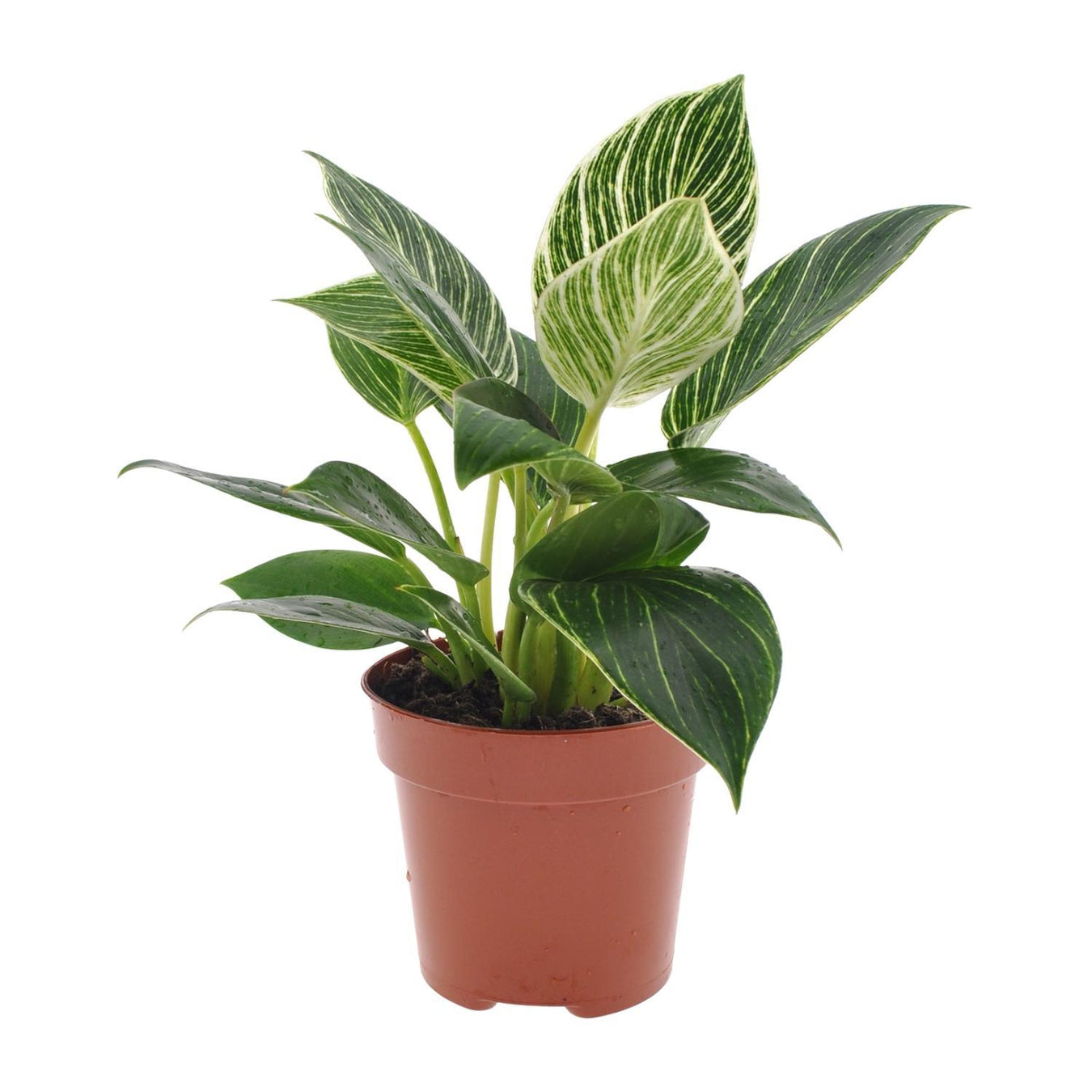 Philodendron