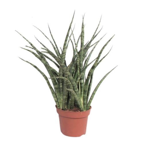 sansevieria-fernwood-punk-o12cm-↕35cm